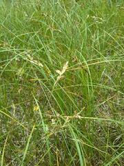 Carex pseudobrizoides