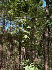 Carya tomentosa