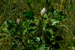Protea cynaroides