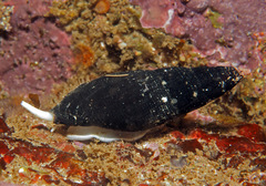 Atrimitra idae