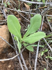 Calendula arvensis