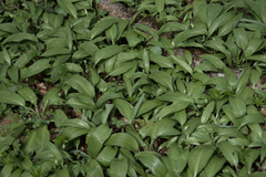 Allium ursinum