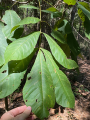 Carya tomentosa