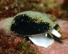 Atrimitra idae