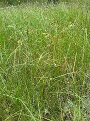 Carex pseudobrizoides, photograph (c) Andre Hosper, some rights reserved (CC BY)
