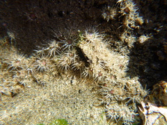 Anthopleura minima