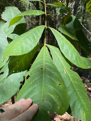 Carya tomentosa