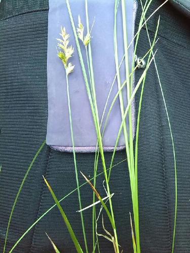 Carex pseudobrizoides, photograph 5