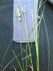 Carex pseudobrizoides