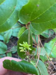Smilax pumila