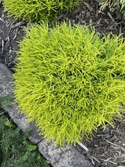 Diphasiastrum complanatum