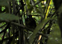 Malacoptila panamensis