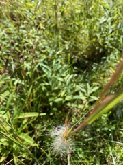 Andropogon ternarius