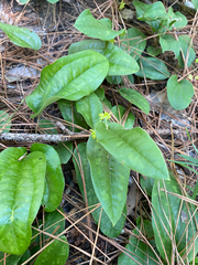 Smilax pumila