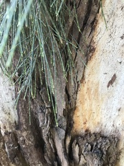 Casuarina cunninghamiana