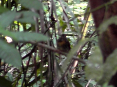 Malacoptila panamensis