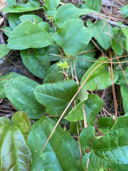 Smilax pumila
