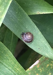 Hygromia cinctella