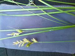 Carex pseudobrizoides