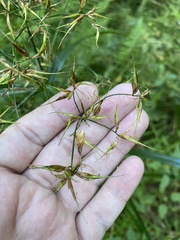 Rhynchospora corniculata
