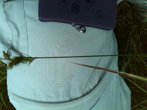 Carex pseudobrizoides, photograph 3