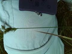 Carex pseudobrizoides