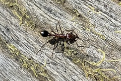Myrmecia regularis