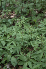 Cardamine bulbifera