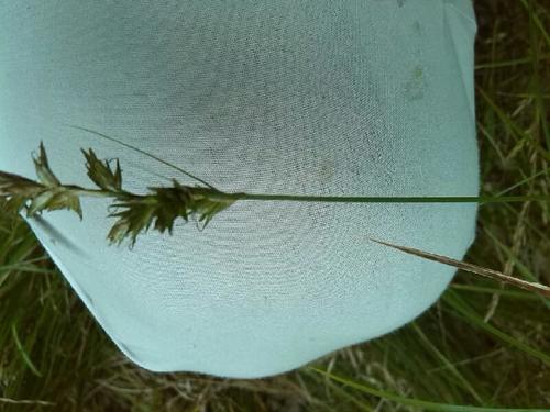 Carex pseudobrizoides, photograph 2