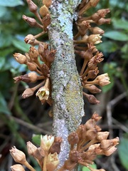 Englerophytum natalense