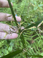 Rhynchospora corniculata