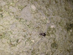 Cicindelina