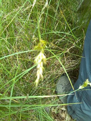 Carex pseudobrizoides, photograph 1