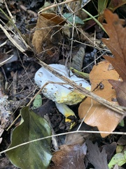 Hypomyces