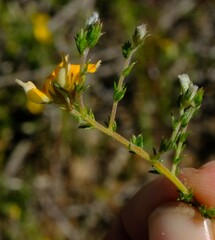 Aspalathus proboscidea