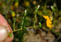 Aspalathus proboscidea