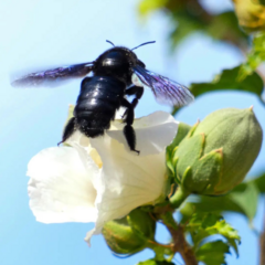 Xylocopa