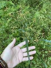 Rhynchospora corniculata