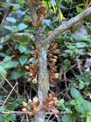 Englerophytum natalense