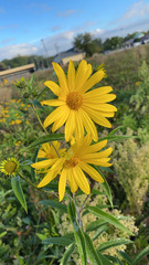Helianthus grosseserratus