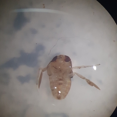 Corixidae