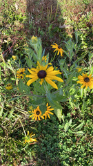 Rudbeckia