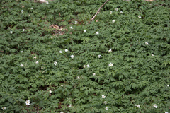 Anemonoides nemorosa