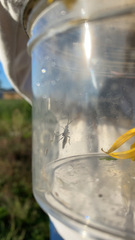 Heterotoma planicornis