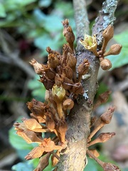 Englerophytum natalense