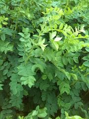 Caragana arborescens