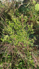 Erigeron canadensis