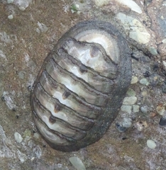 Chiton stokesii