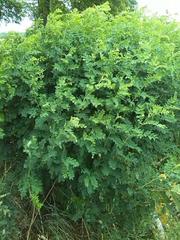 Caragana arborescens