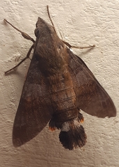 Macroglossum corythus